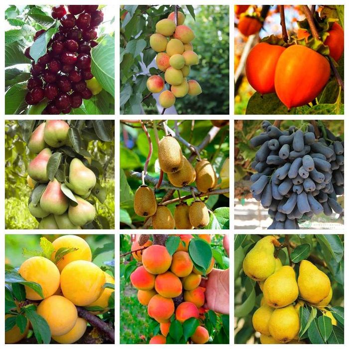 Саженцы слива, персик, абрикос, черешня, хурма, розы, яблоня, груша.