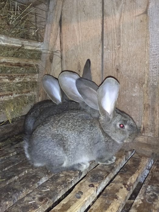 Кролі бельгійський велетень фландр