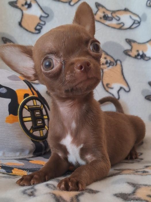 Лиловый мальчик чихуашечка