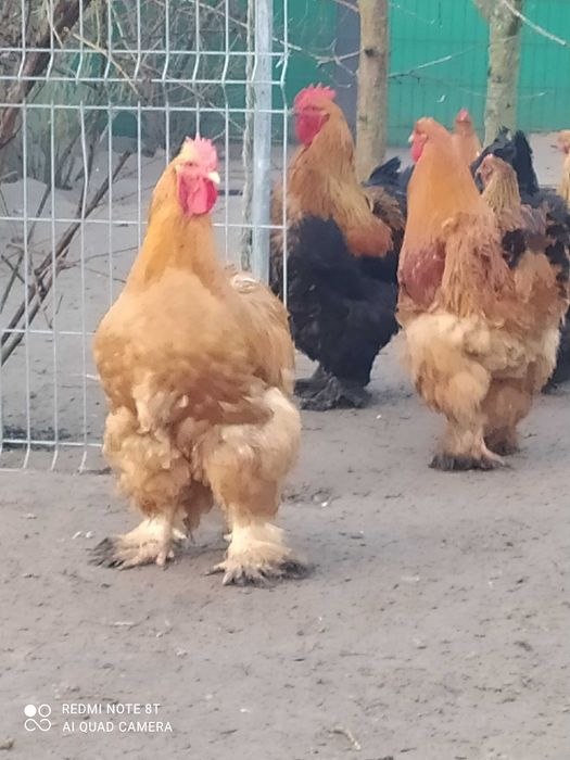 Kochin olbrzymi kochiny