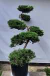 Bonsai Niwaki Jałowiec Wilhelm Pfitzer