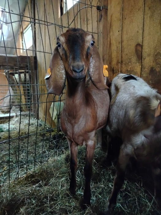 Sprzedam kozy anglonubijskie