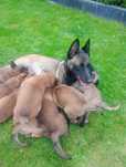 Owczarek Belgijski Malinois