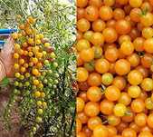 Pomidor Megagroniasty Currant Gold Russian nasiona 2024