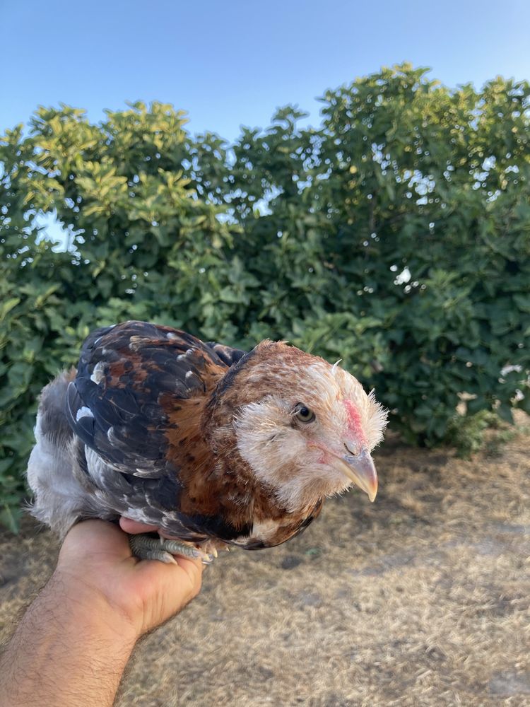 Frango Araucana Trigueiro Negro