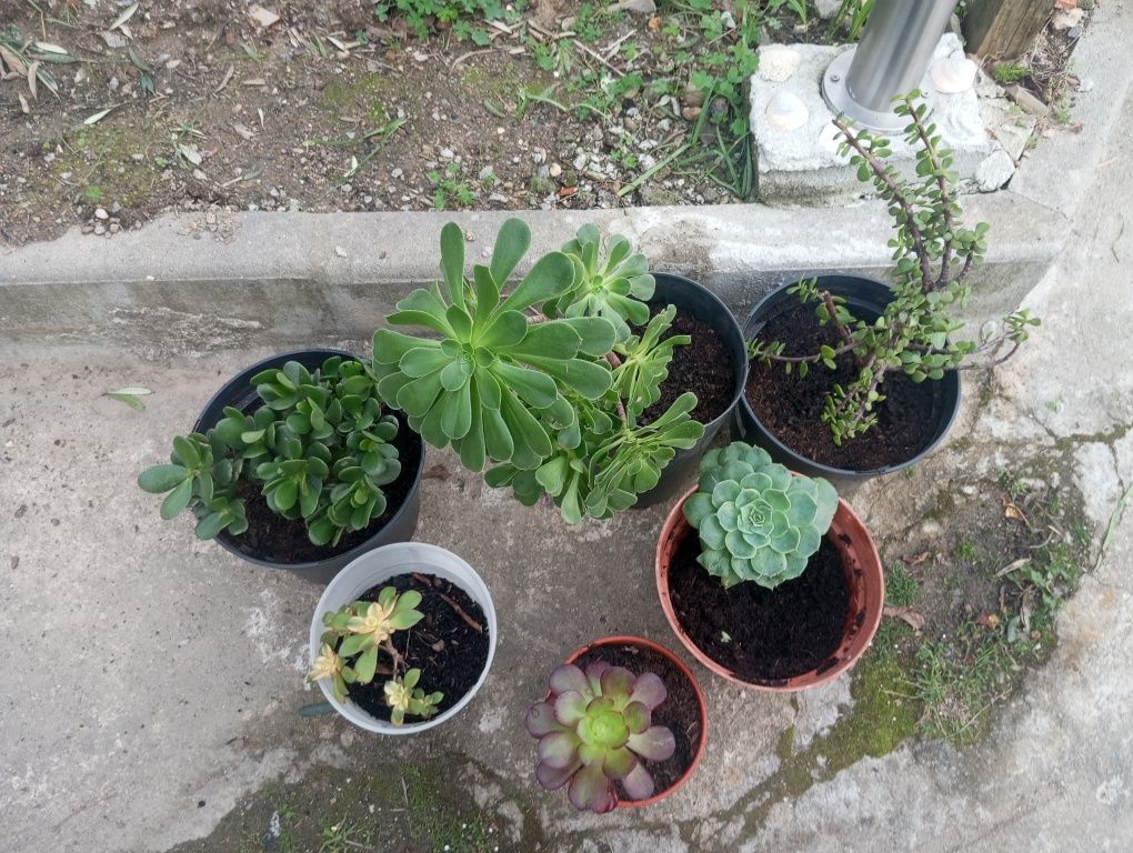 Moragueiro soculentas Sardinheiras loureiros