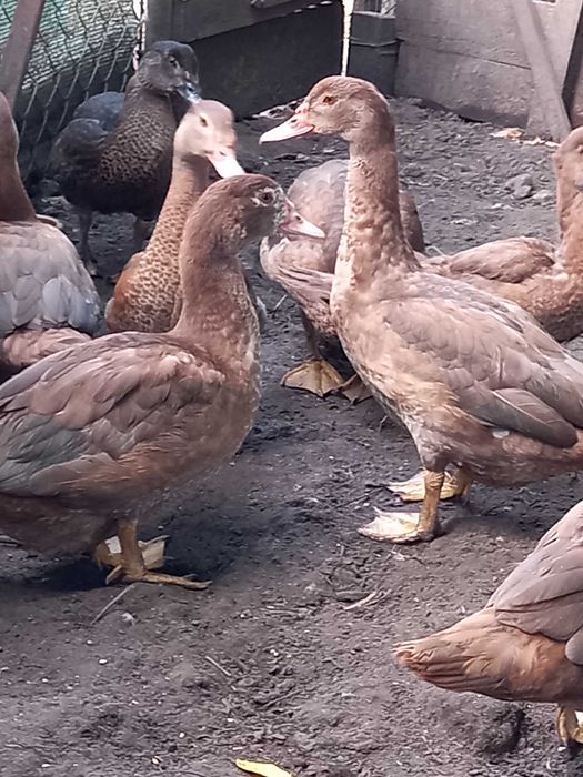 Sprzedam kaczki Piżmowe Amerykańskie