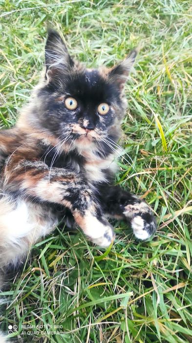 Кішечка Мейн-Кун черепашкового окрасу