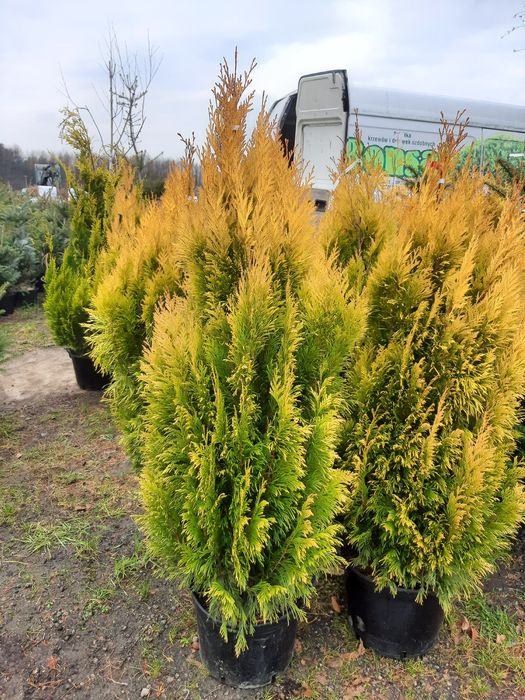 Tuja thuja Europa Gold,Gold globe, Columna