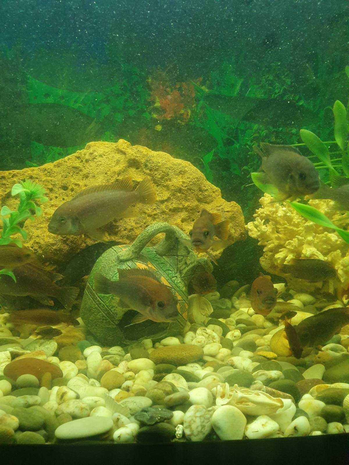 Акваріумні рибки Цихліди