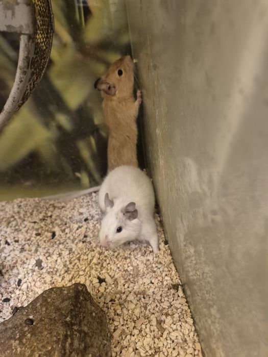 Koszatniczki Kraków (Swoszowice)