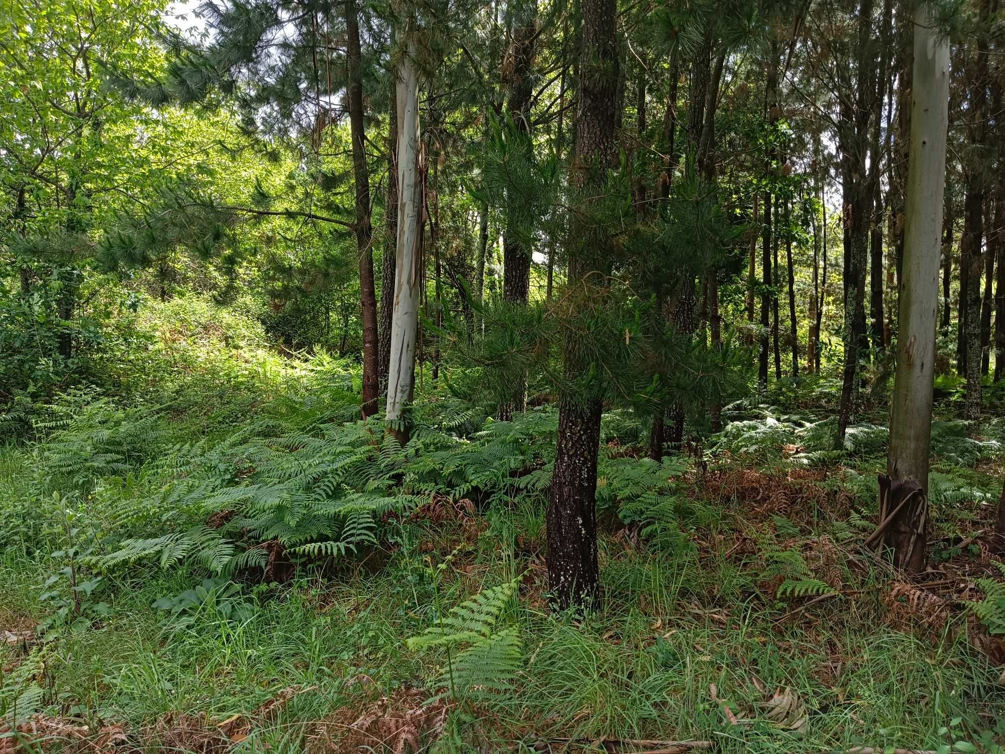 Terreno Rústico na aldeia do Fojo na Serra de Penela