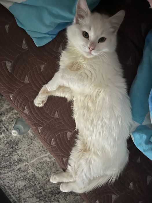 Віддам кошеня в добрі руки