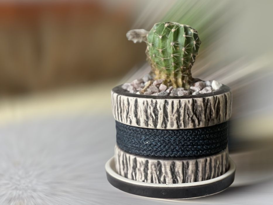 Ехінопсис кактус з керамічним горщиком