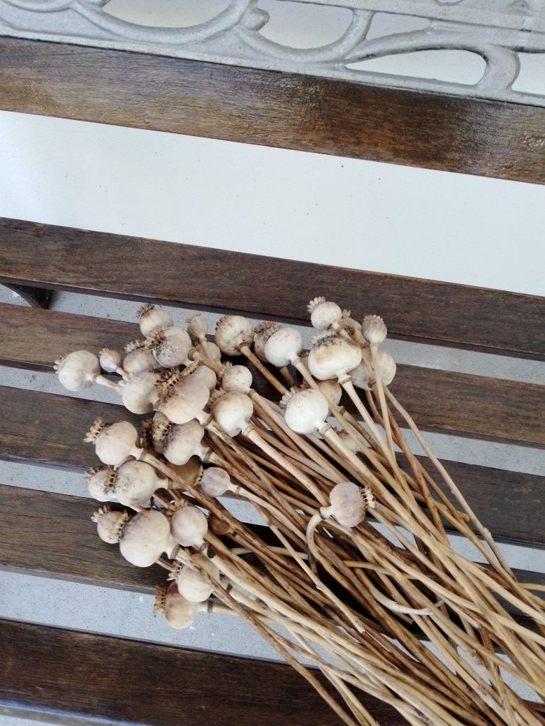 Papoilas do ópio ,  secas