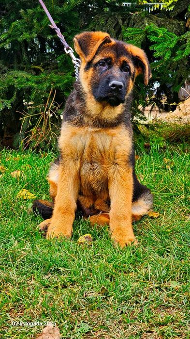 Piesek owczarek niemiecki