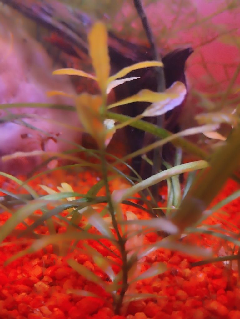 hygrophila polysperma planta de aquário