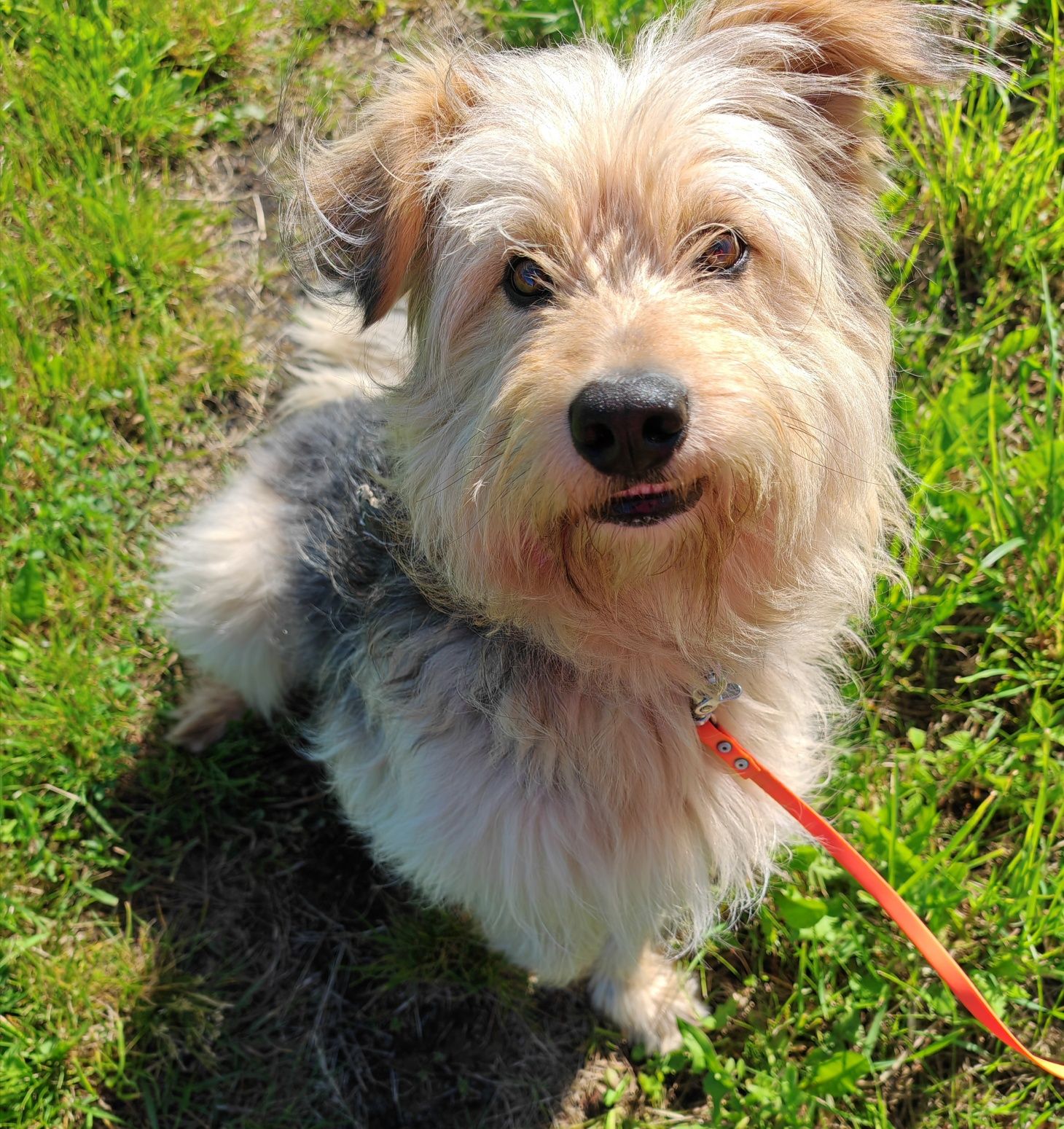 Omax do adopcji! Sandomierz!