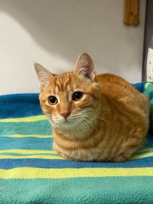 Котёнок, 4 мес, рыжее солнышко ждет своего человека, кому?