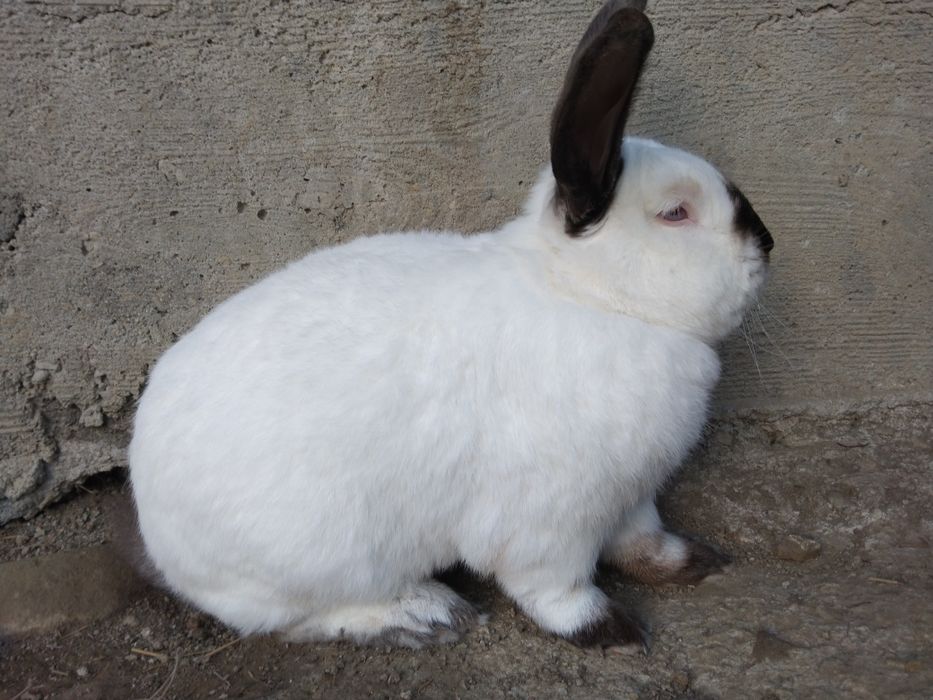 Sprzedam samicę kalifornijską