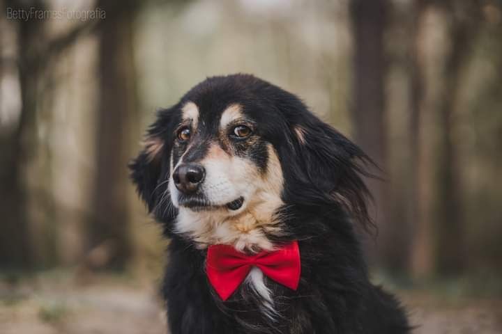 Poznajcie prawdziwego psiego dżentelmena Nigela!