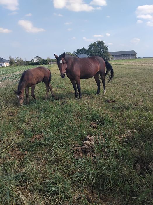 Klacz śląska ze źrebakiem