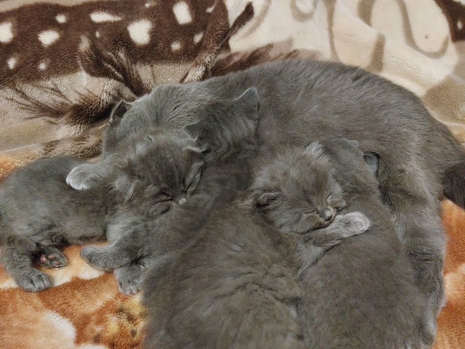 Кошенята висловухі, прямовухі