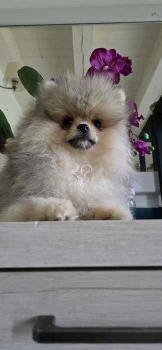 Suczka pies  pomeranian