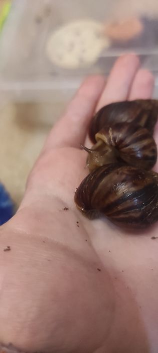 Продам улиток Ахатин Имакулят