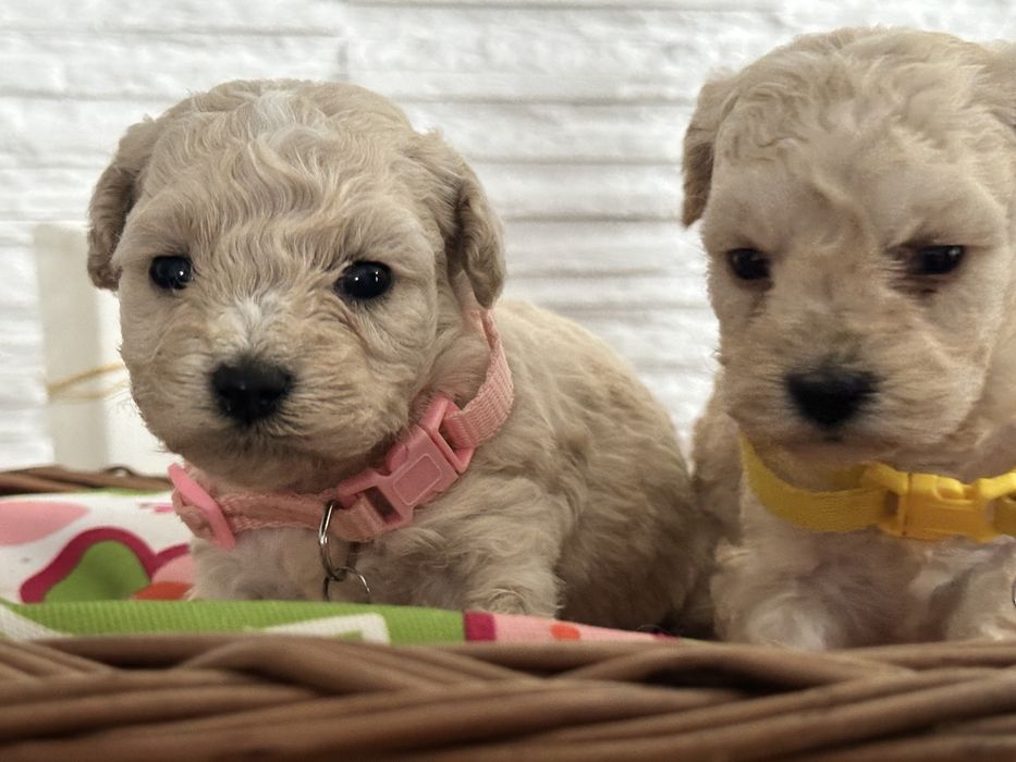 Bichpoo /Maltipoo /Poochon/Pudel sliczna suczka