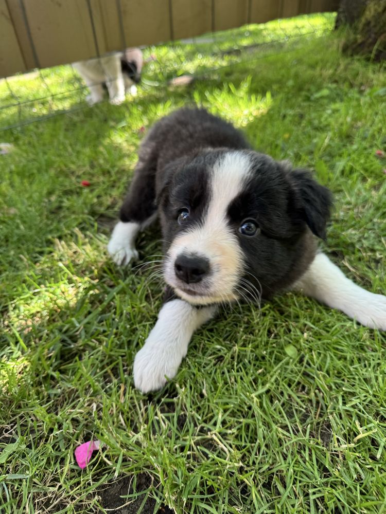 Szczeniak Border Collie ZKWP FCI Klasyczne Ubarwienie