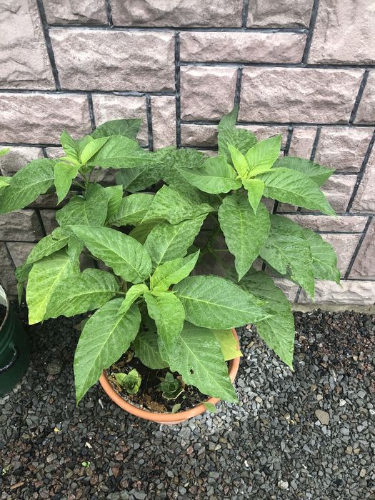 Бругмансія або труби ангела рожева та жовта