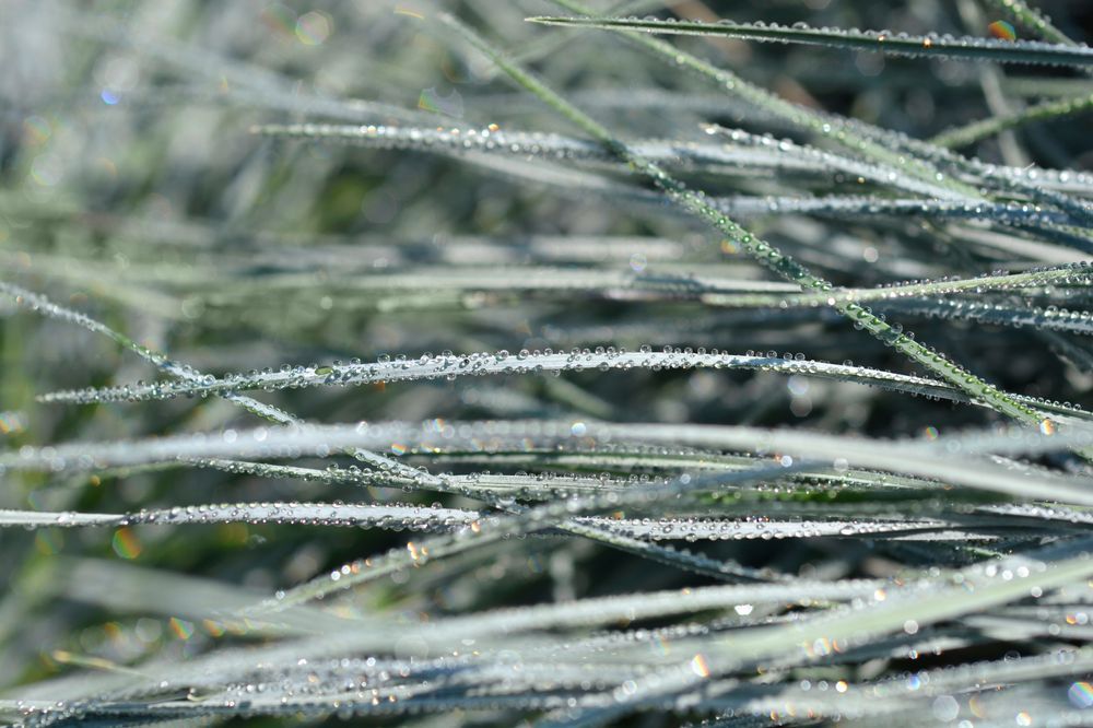 Kostrzewa sina 'Intense Blue' NIEBIESKA trawa (Festuca glauca) 2L