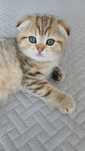 Fêmea scottish fold
