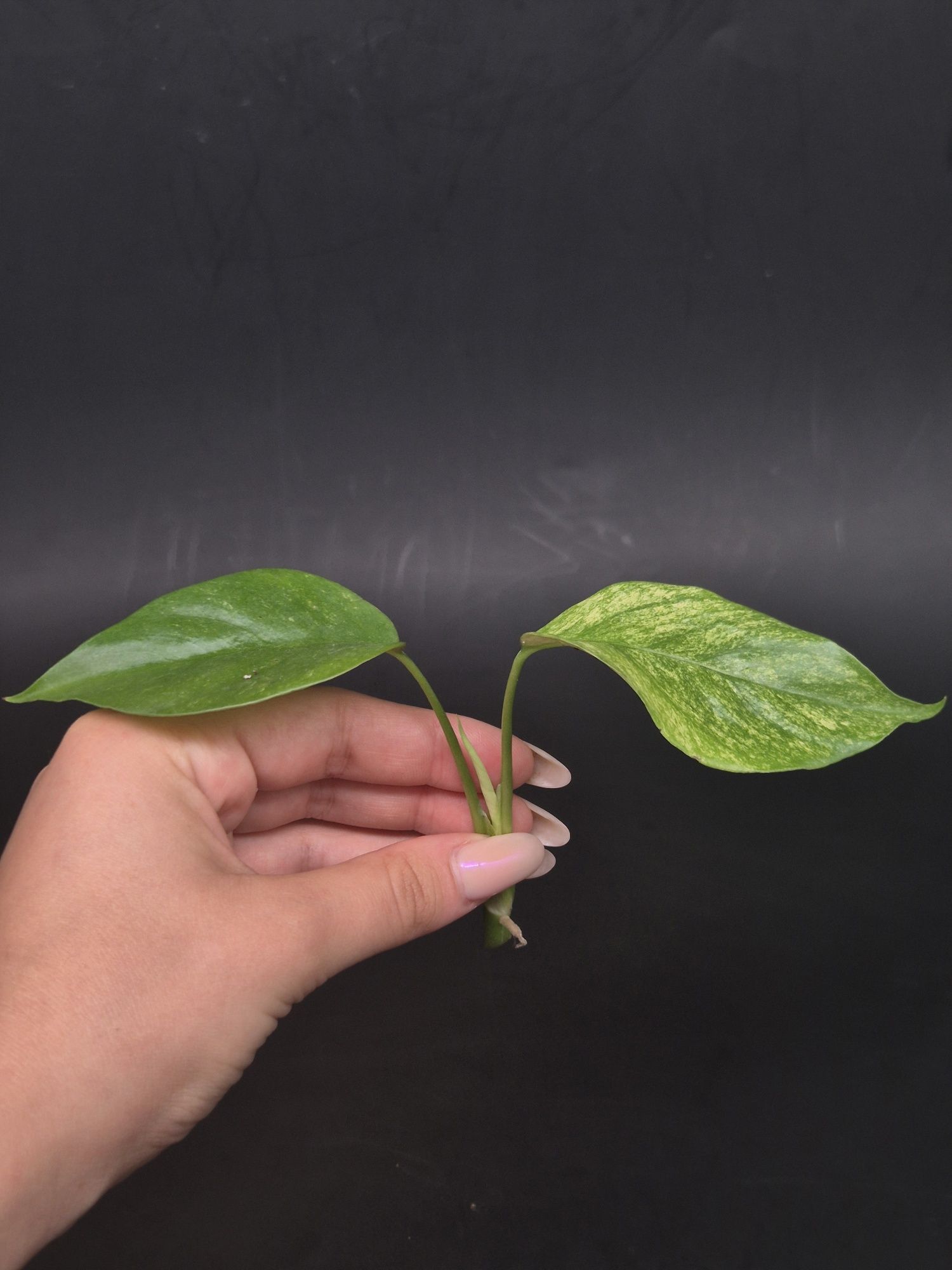 Monstera Minima 'White Monster'