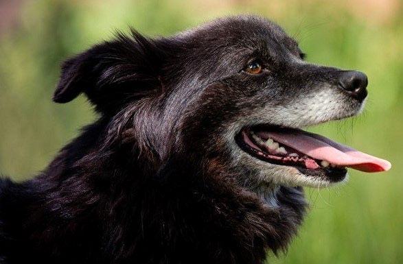 Pixie przyjazna suczka do adopcji