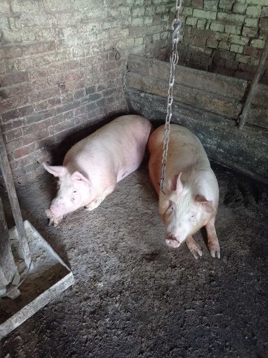 Продам свині живою та битою вагою