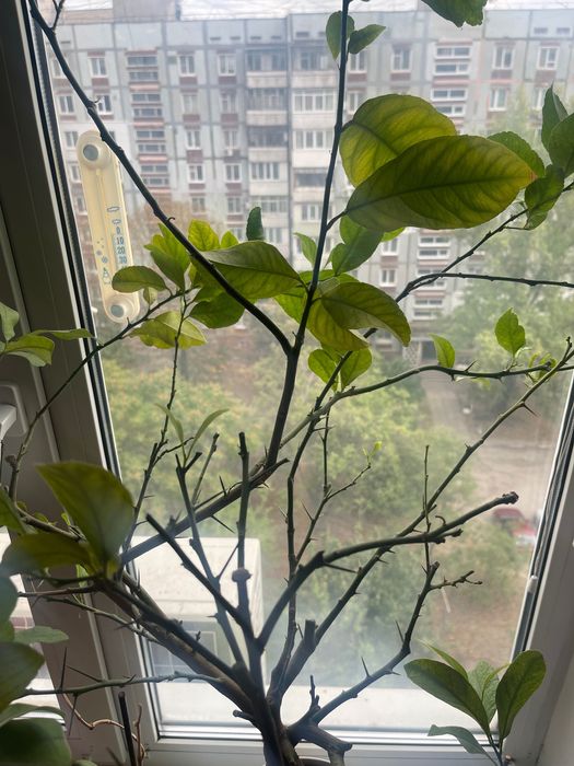 Продам дерево с Плодами.