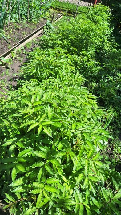 Саджанці мяо мяо  (Тібетьська малина)