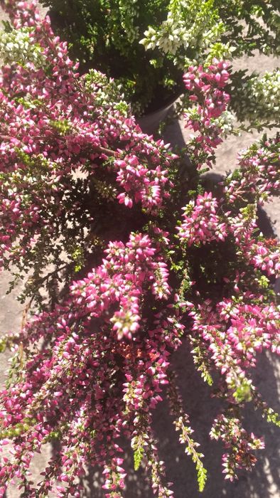 Вереск цветущий вечнозелёный.