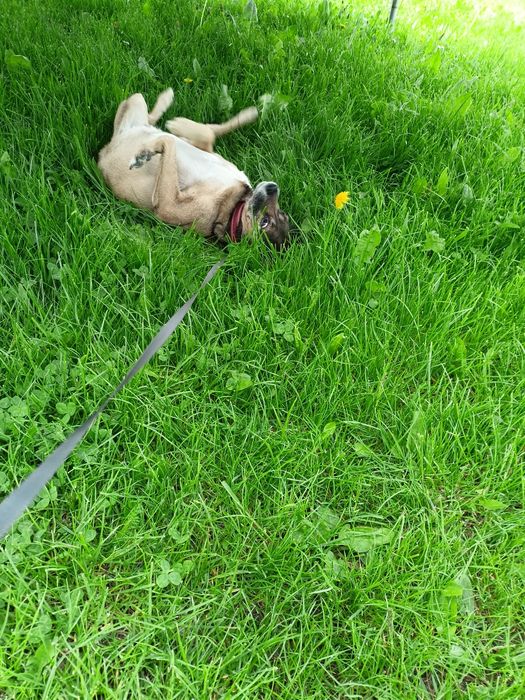 Hotel dla psów KARO