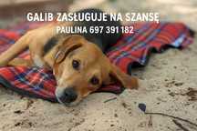 Cudny pies skrzywdzony czeka na szanse