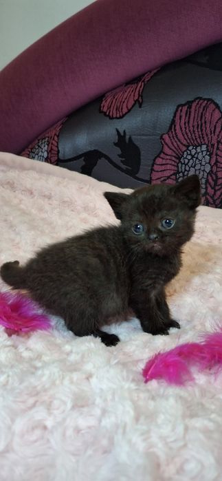 Кошенята Шотландські, котики, коти висловухі, породисті кошенята.