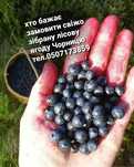Свіжозібрана лісова ягода чорниця