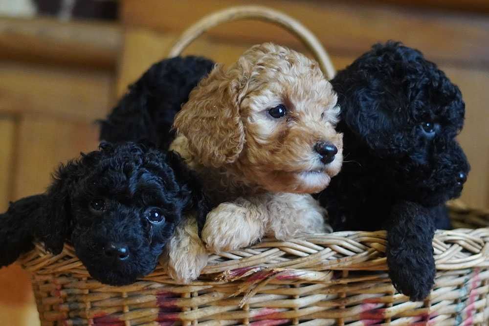 Цуценята малого пуделя