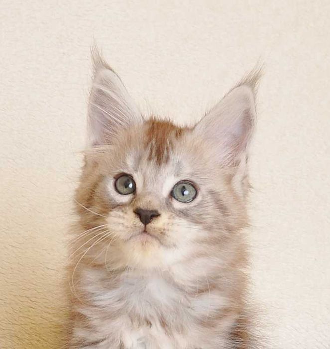 Przepiękna koteczka Maine Coon Ulan Black Aster*PL