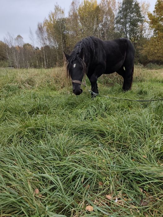 Sprzedam klacze spokojne zimnokrwiste