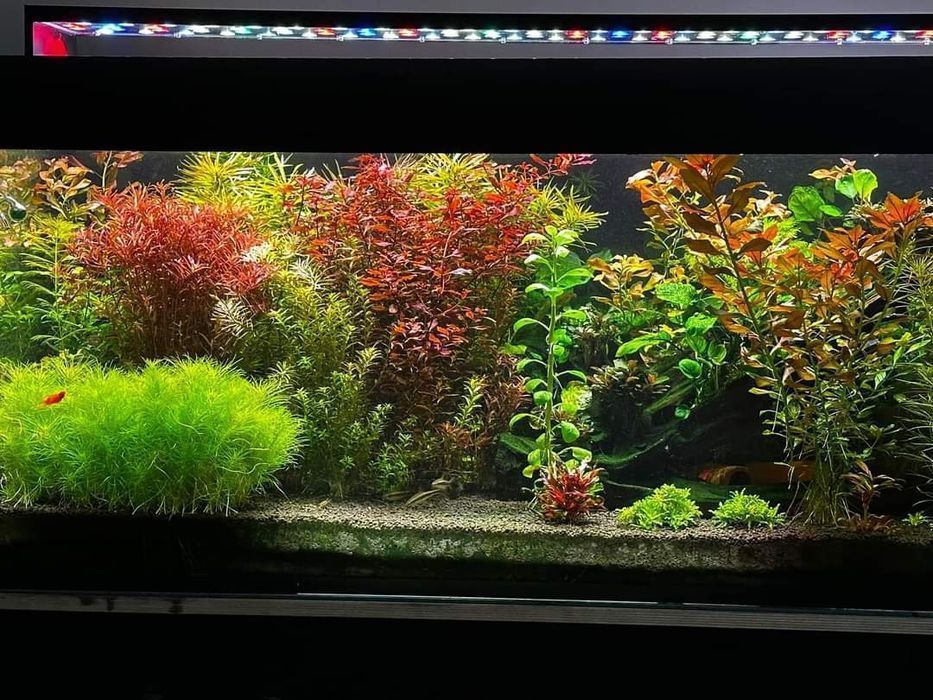 Lampa do akwarium 200 cm - lub inna na wymiar - firma FV