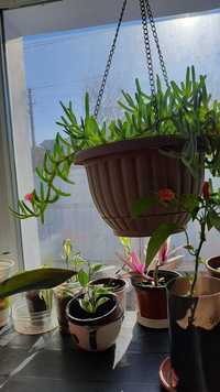 Продам красивое растение семейства кактусовых