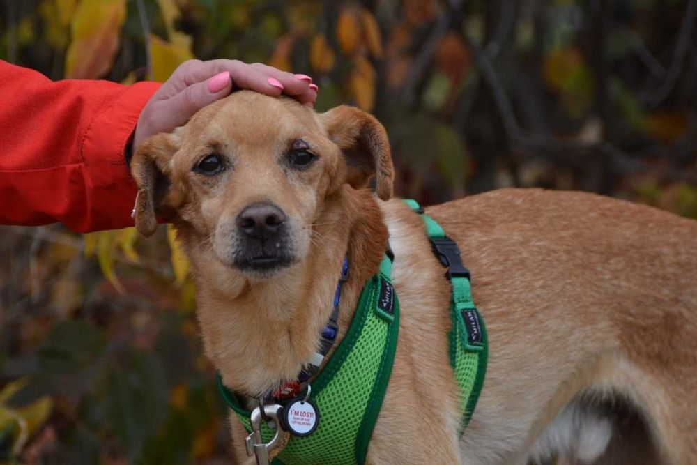 Piotruś Pan - starszy piesek prosi o dom ADOPCJA